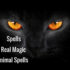Real Magic – Animal Spells for Our Fur Babies Protection and Healing