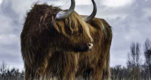 Power Animal und Totem Cattle Cow und Bull Symbolism